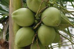 Кокосовая пальма (кокос)